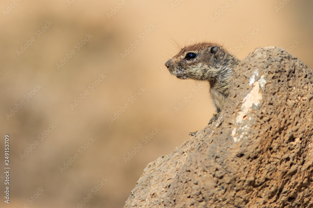  Barbary ground squirrel
