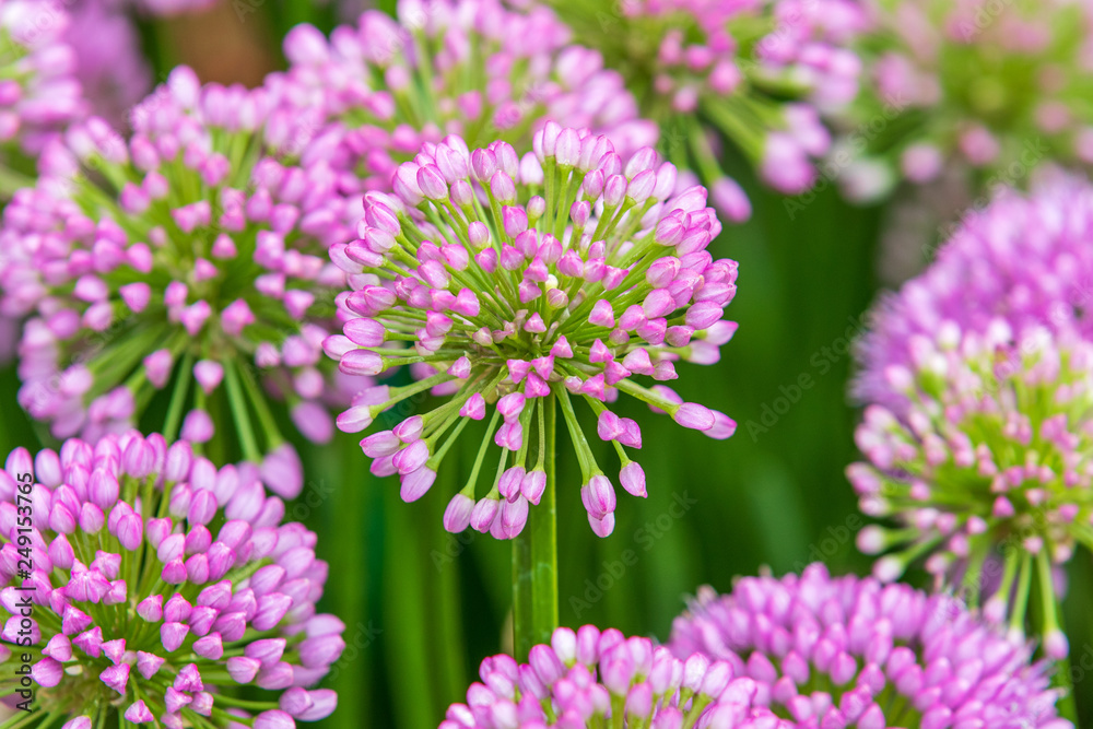 Allium (Millenium) Allium (Millenium)