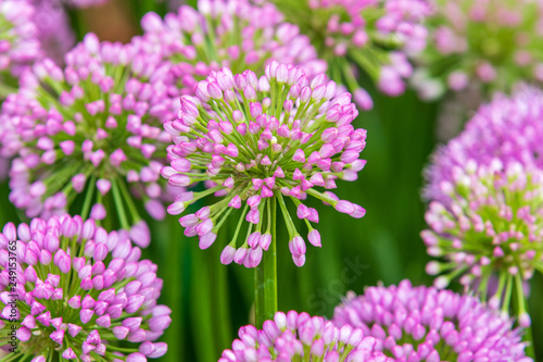 Allium  Millenium 