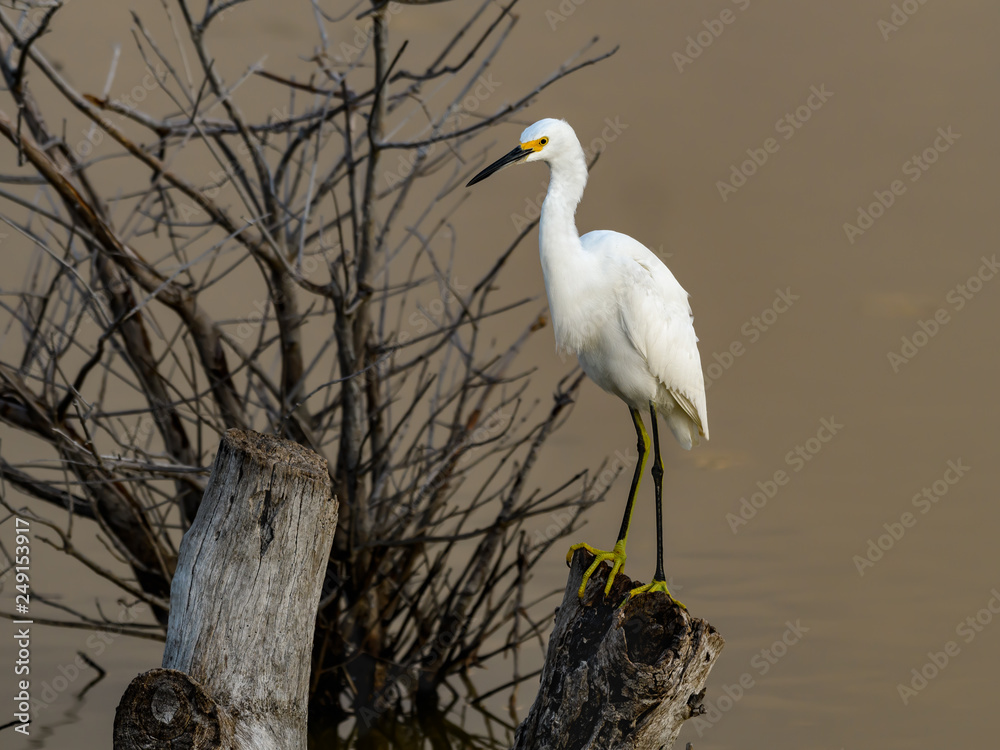 Snowy Egret Foraging on the Pond and Standing on a Snag Snowy Egret Foraging on the Pond and Standing on a Snag