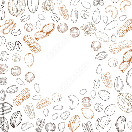 Vector background with hand drawn nuts. Sketch  illustration.