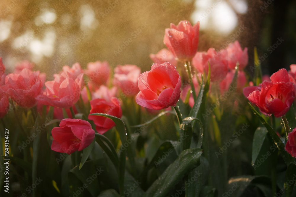 Fototapeta premium Close-up of beautiful coral orange tulip flowers with water drops in garden of evening mist with spraying water on flower field background in warm tone morning or evening sunlight.