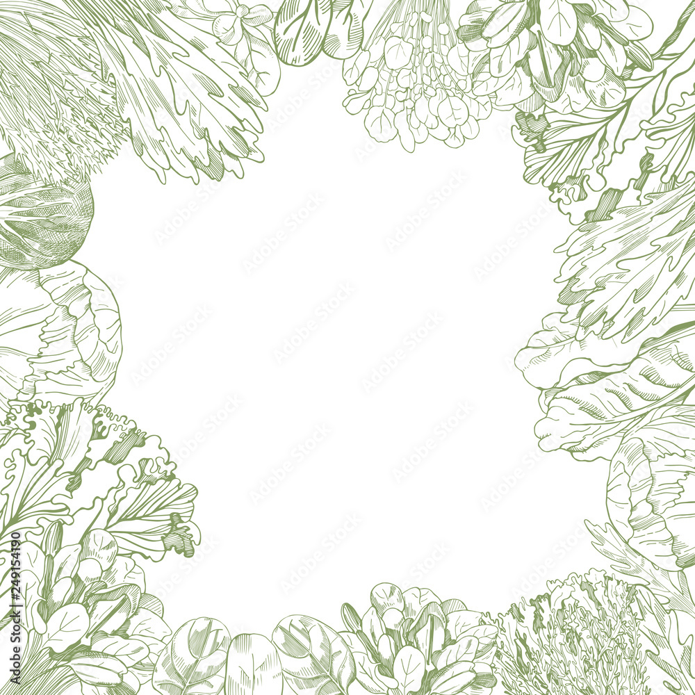 Vector background with hand drawn different kinds of lettuce Vector background with hand drawn different kinds of lettuce