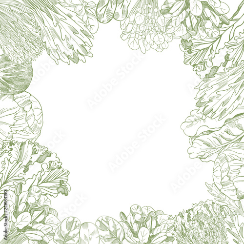 Vector background with hand drawn different kinds of lettuce