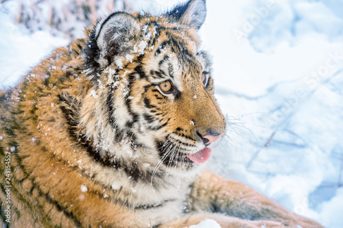 Tiger portrait in cold winter. Tiger in wild winter nature. Action wildlife scene, danger animal.