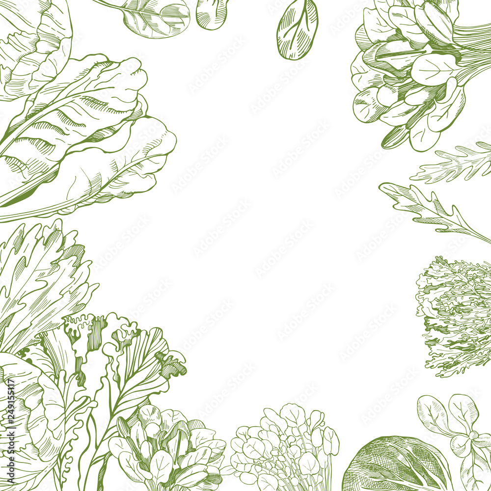Fototapeta premium Vector background with hand drawn different kinds of lettuce