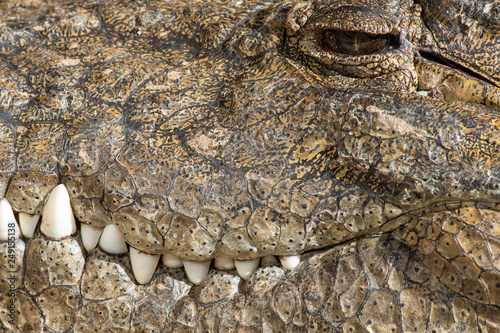 A large dangerous Crocodile