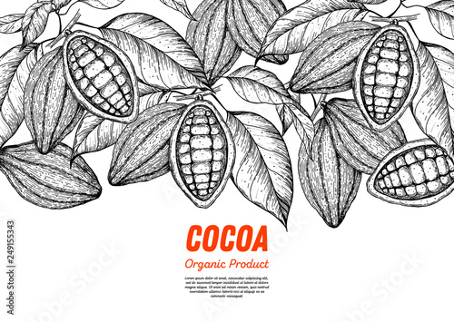 Cocoa beans vector illustration. Cocoa pods sketch. Chocolate beans. Vintage design. Hand drawn illustration.