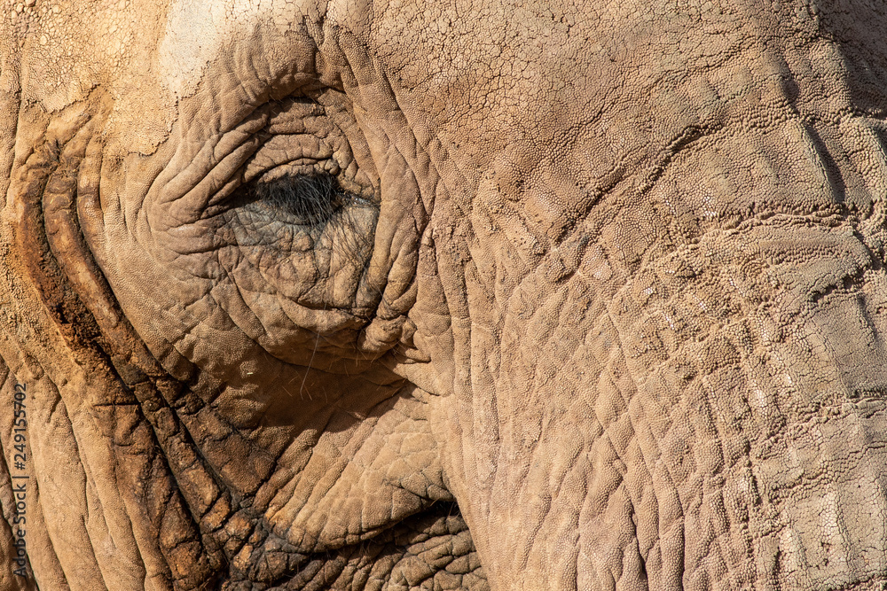 Elephant Elephant