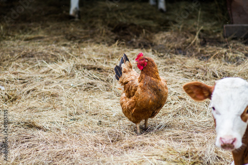A hen walks along the hay in the yard in the summer and cleans feathers.