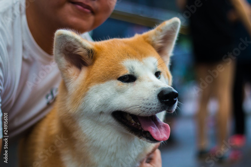 Close up Akita dog smiling to its owner.