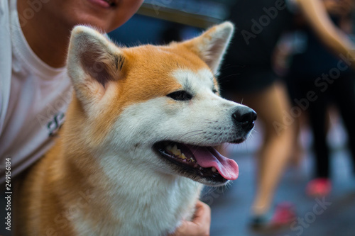 Close up Akita dog smiling to its owner.