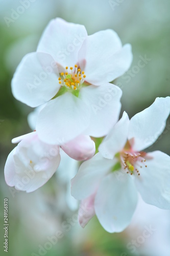 満開の吉野桜