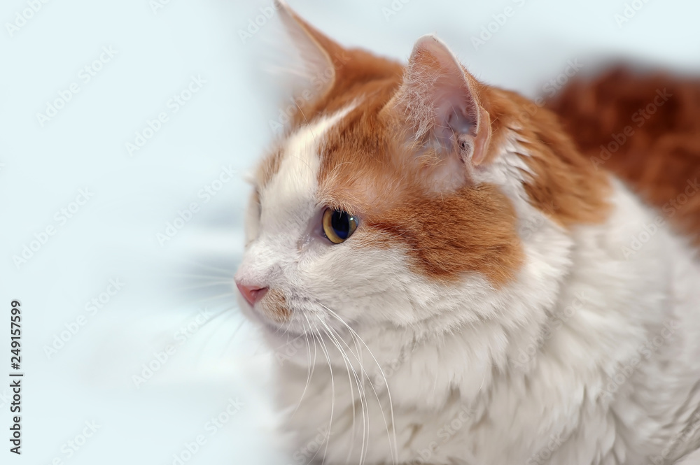 Fototapeta premium large white and red domestic cat