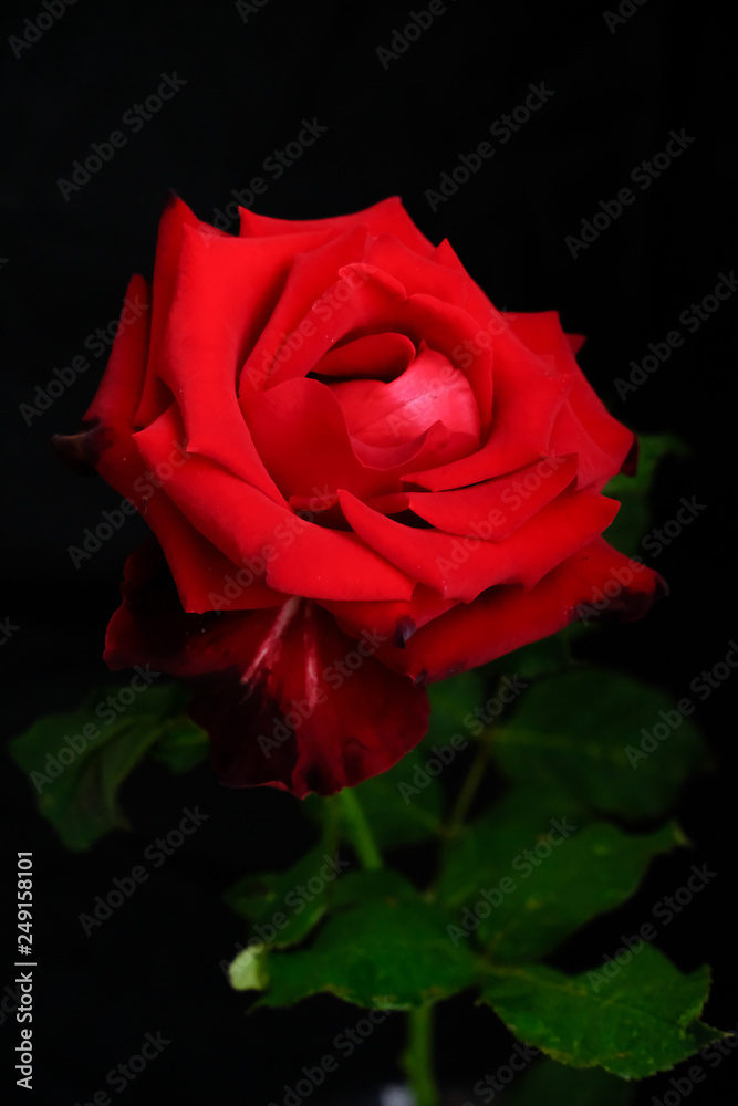 Roses for romantic Valentines Festival Roses for romantic Valentines Festival