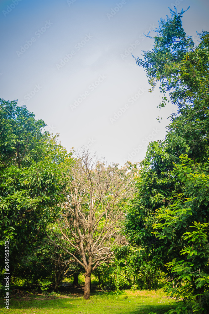 Dried dead tree is standing among green life trees under blue sky background. A leafless tree among big green tree in the forest.