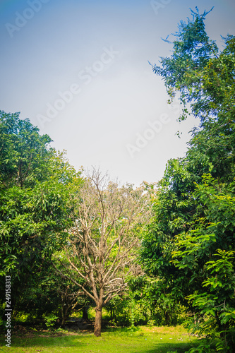 Dried dead tree is standing among green life trees under blue sky background. A leafless tree among big green tree in the forest. © kampwit