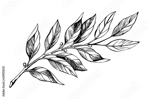 Laurel branch sketch vector 