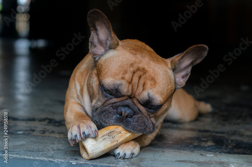 Brown French Bulldog bites the bone. © bzjpan