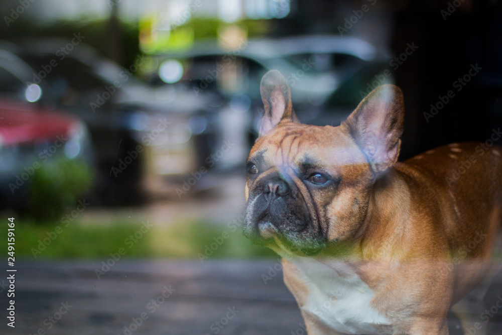 Brown French Bulldog looking outside though the glass. The dog waiting for its owner.
