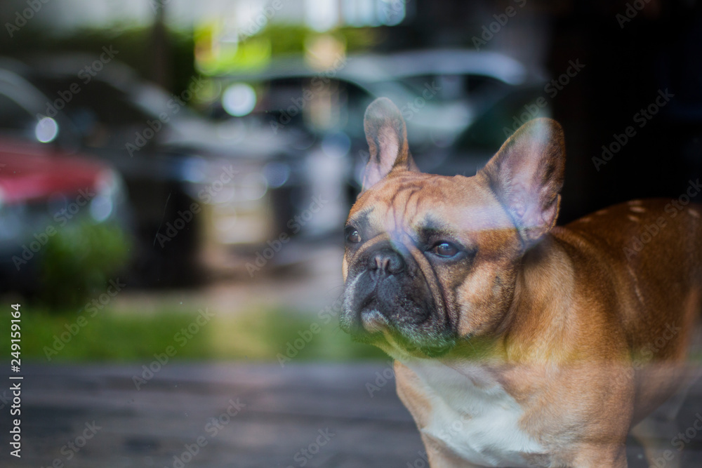 Brown French Bulldog looking outside though the glass. The dog waiting for its owner. Brown French Bulldog looking outside though the glass. The dog waiting for its owner.