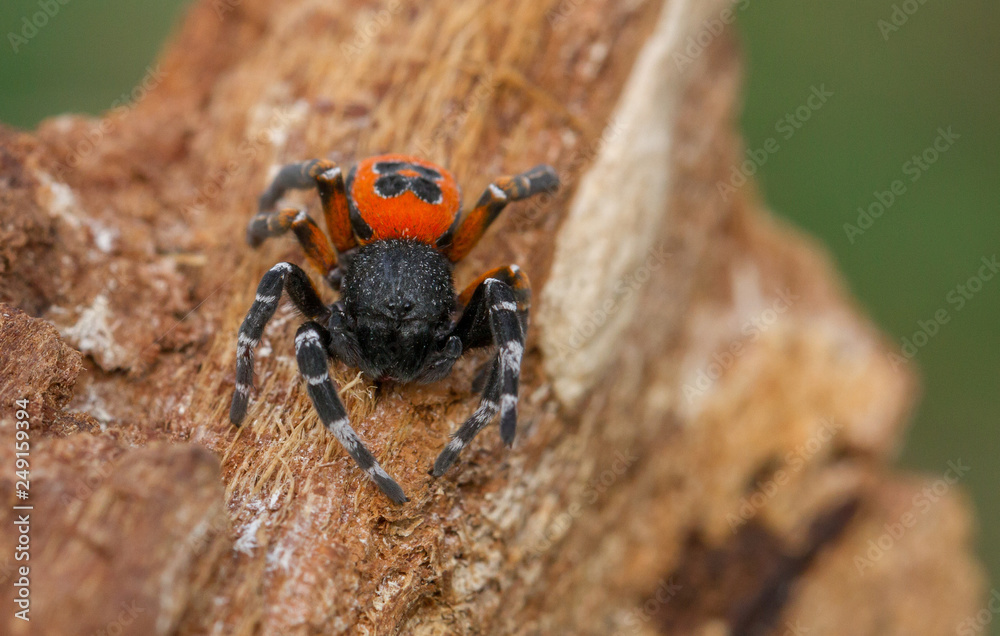 The Ladybird spider Eresus kollari in defence position The Ladybird spider Eresus kollari in defence position