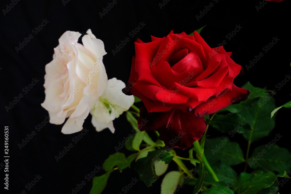 Roses for romantic Valentines Festival Roses for romantic Valentines Festival