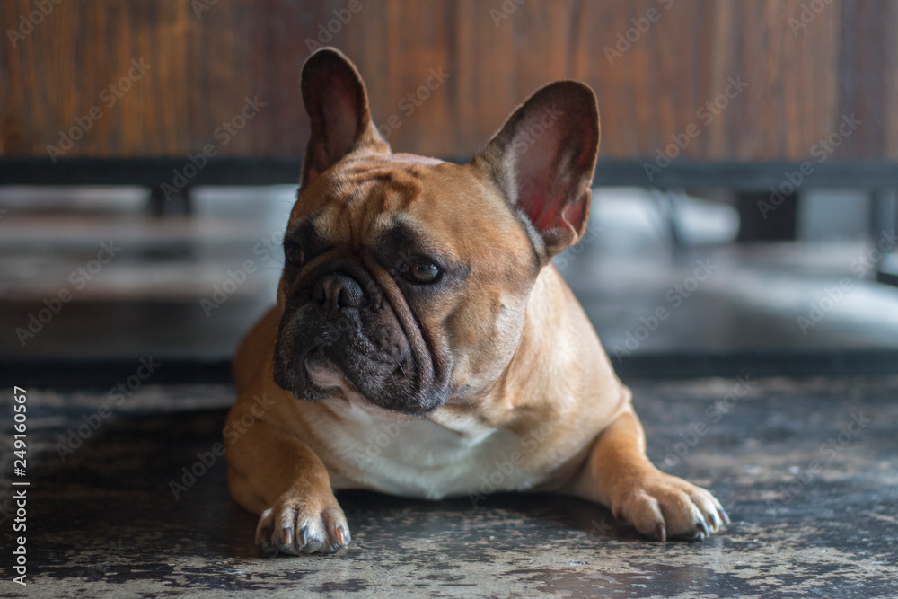 Close up French Bulldog laying on the floor. The dog is looking to its owner.