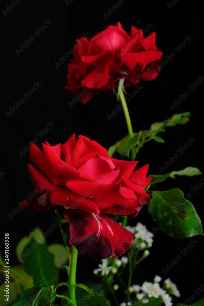 Roses for romantic Valentines Festival Roses for romantic Valentines Festival