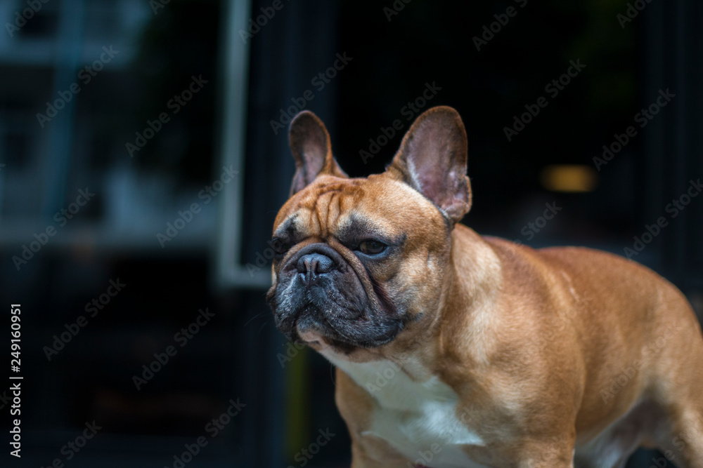 Portrait of French Bulldog looking to the camera.