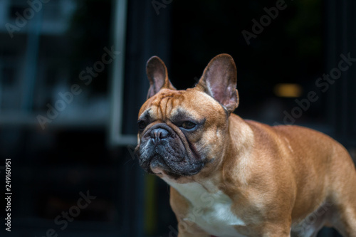 Portrait of French Bulldog looking to the camera. © bzjpan