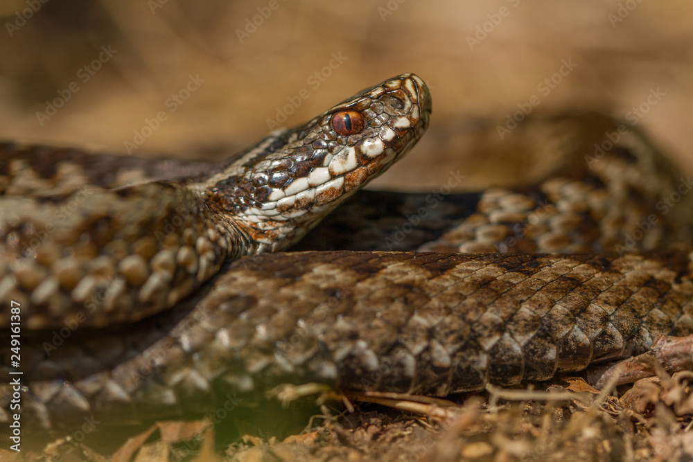 European viper Vipera berus in Czech Repblic European viper Vipera berus in Czech Repblic