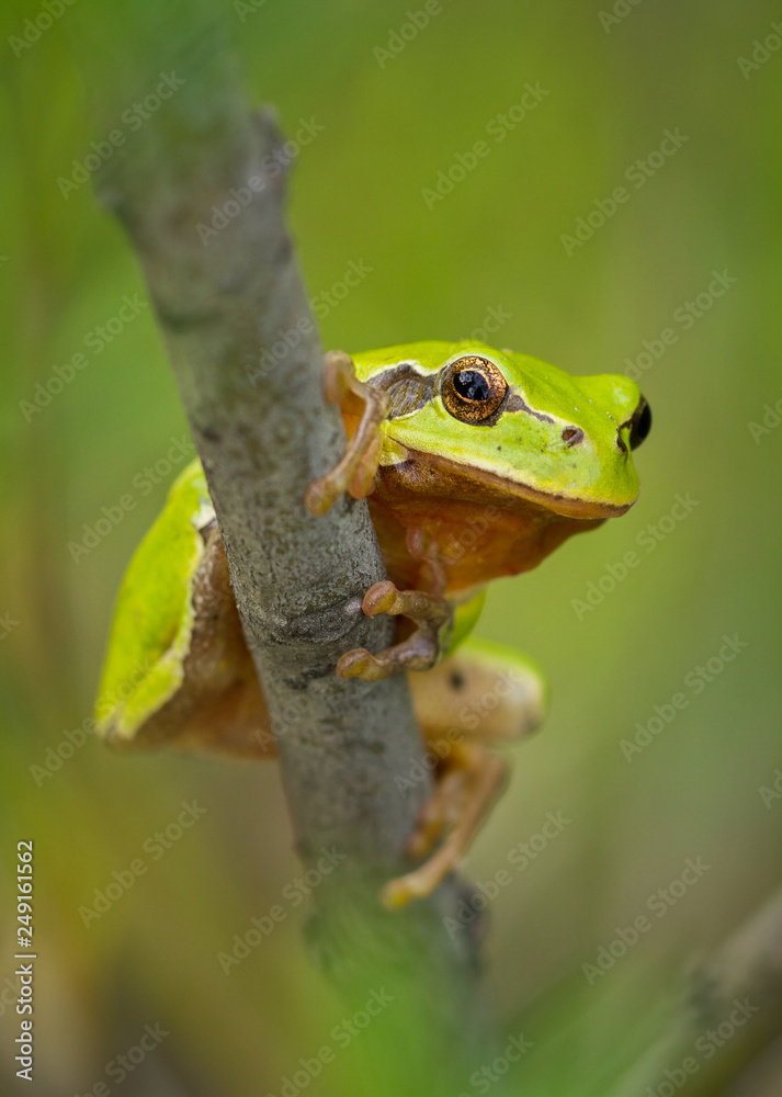 Nice green European tree frog, Hyla arborea, sitting on stick in Czech Republic Nice green European tree frog, Hyla arborea, sitting on stick in Czech Republic
