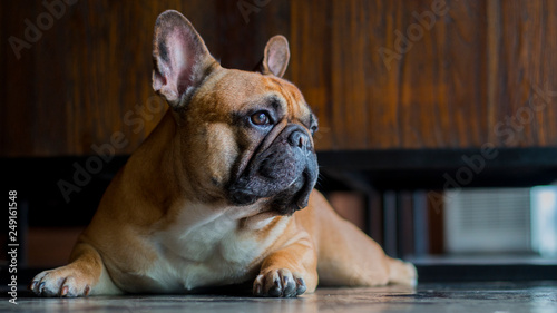 Close up french bulldog is looking out to outdoor. The dog laying on floor.
