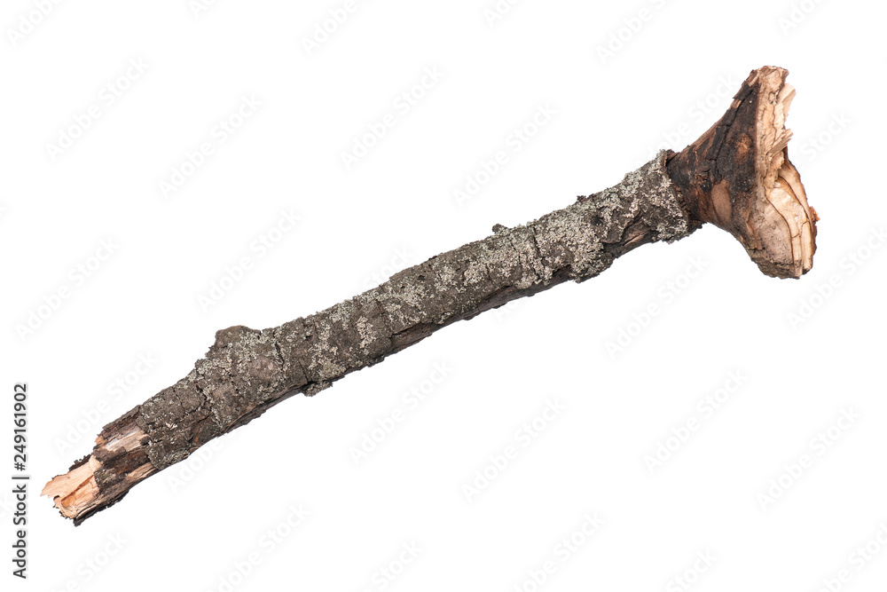 Single dry tree branch, isolated on white background. Stick tree branch from nature for design.