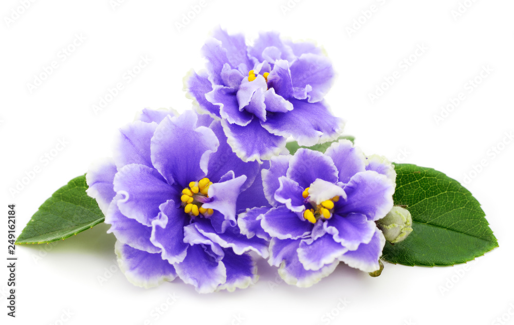 Violets beautiful flowers, background. Violets beautiful flowers, background.