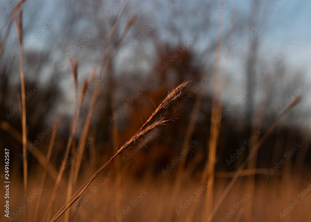 Autumn prairie in setting sunlight Autumn prairie in setting sunlight