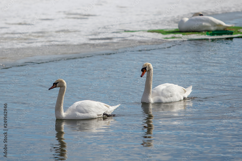 two swans floating on the river / lake in winter two swans floating on the river / lake in winter