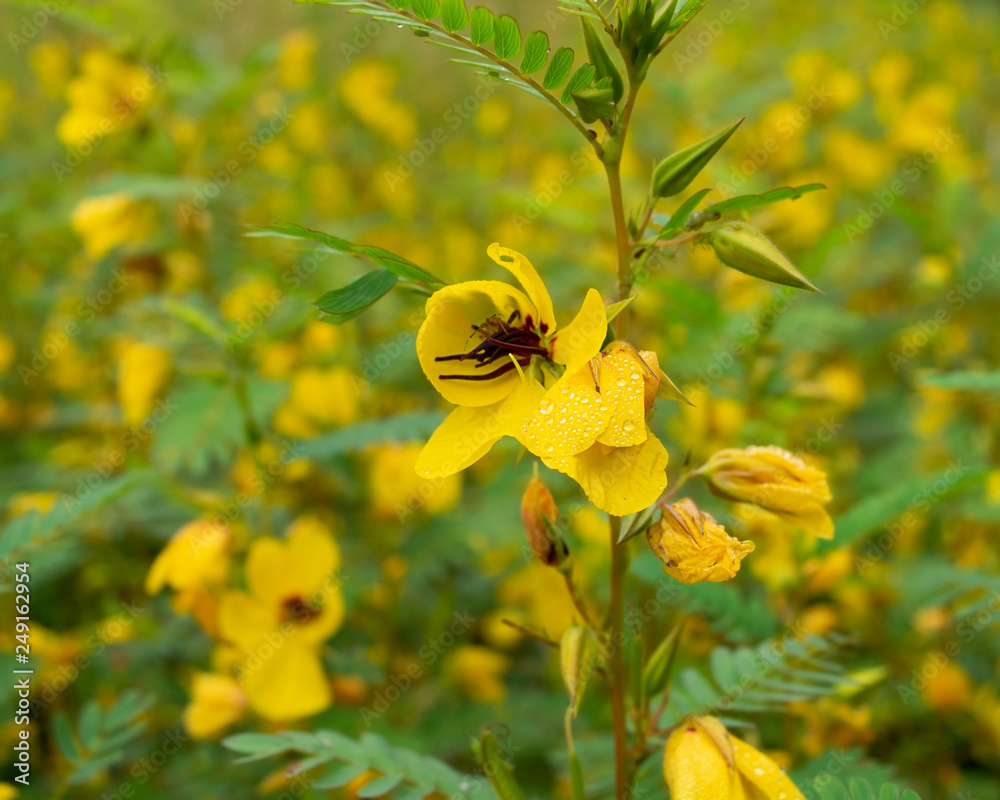 Yellow wildflowers (partidge pea) in a large cluster in a bright sunny field Yellow wildflowers (partidge pea) in a large cluster in a bright sunny field
