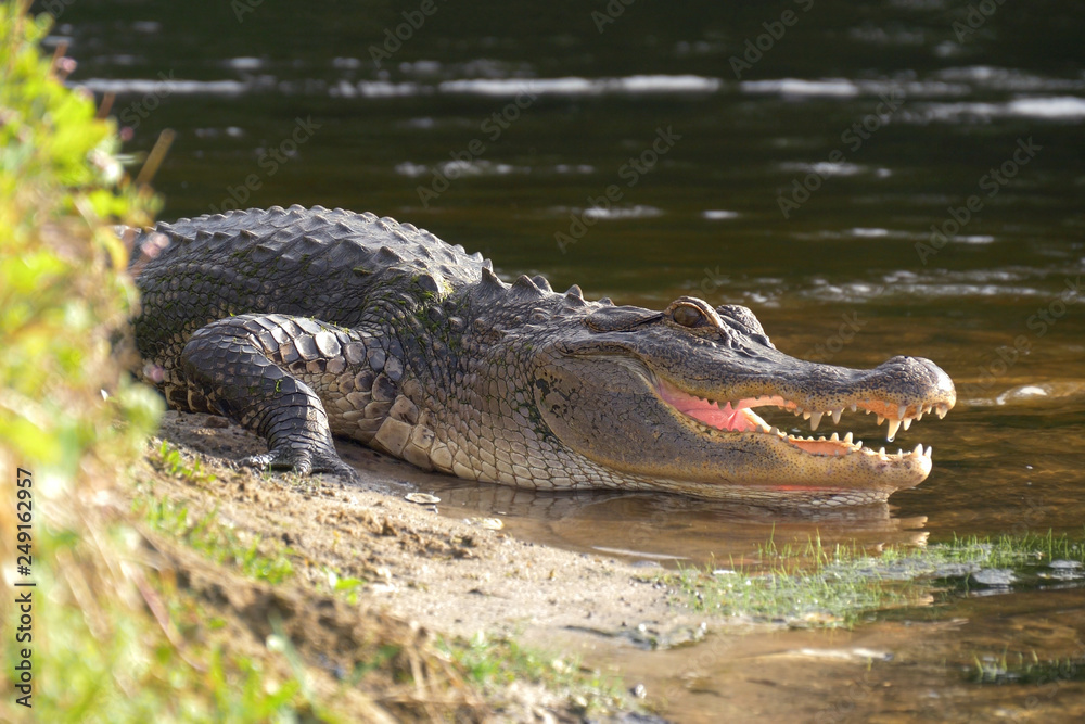 Alligator laying near a pond with its mouth open. Alligator laying near a pond with its mouth open.