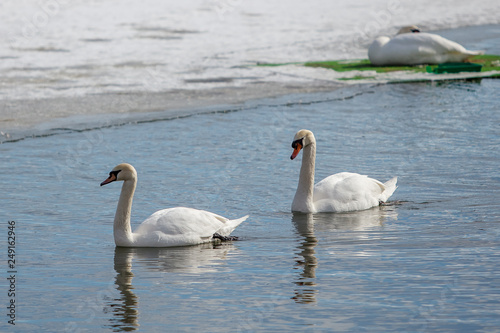 two swans floating on the river   lake in winter 