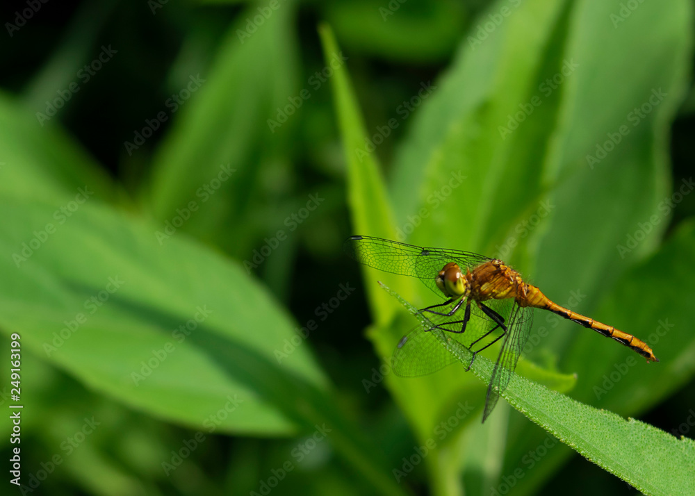Orange Meadowhawk (Sympetrum spp.) Orange Meadowhawk (Sympetrum spp.)