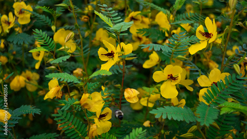 Canvas Print Partridge pea in a large cluster on a sunny day