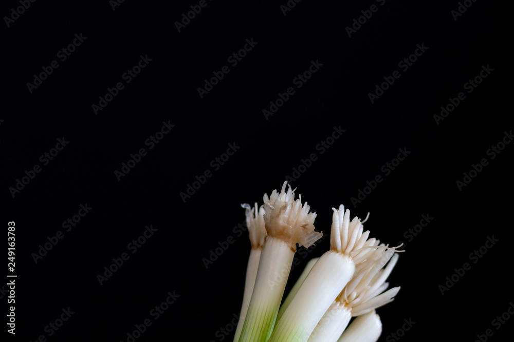 Fototapeta premium bunch of green onion