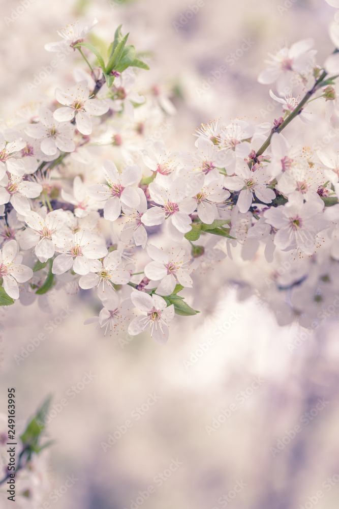 White cherry blossoms branches background at spring garden.