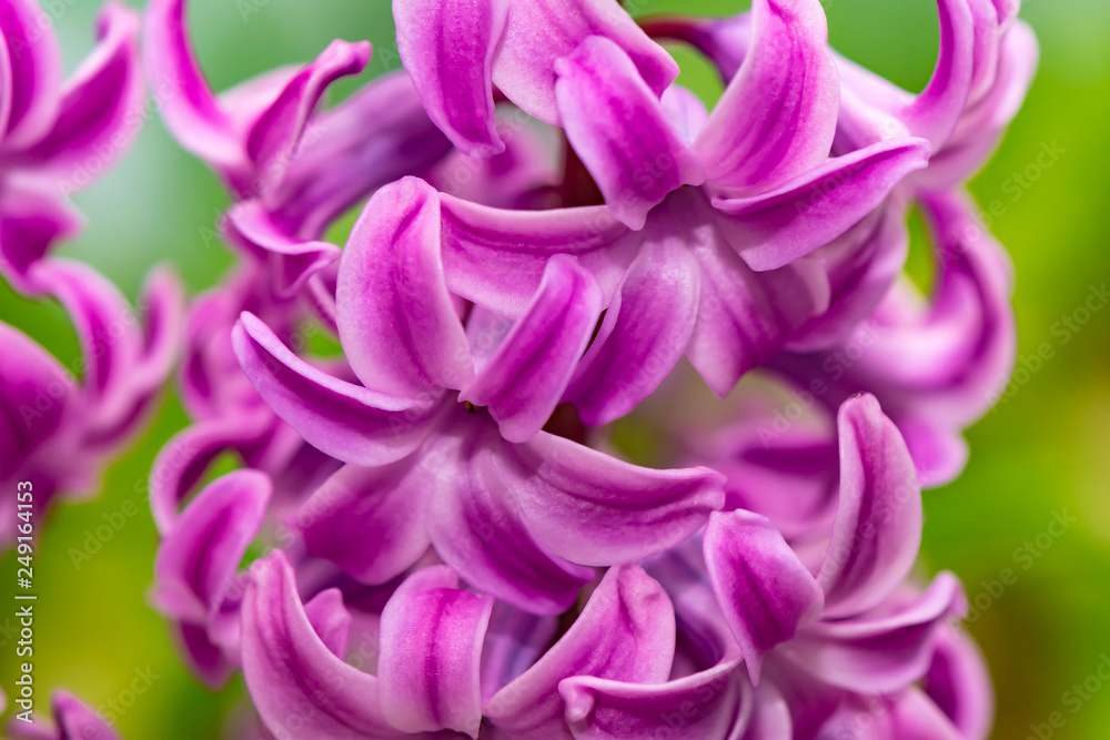Closeup of a pink flowering hyacinth (Hyacinthus).