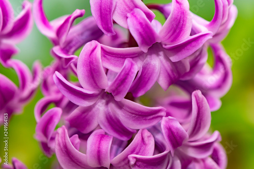 Closeup of a pink flowering hyacinth (Hyacinthus).