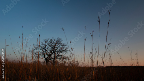 Two bare oak trees silhouetted against an early evening sky just after sunset
