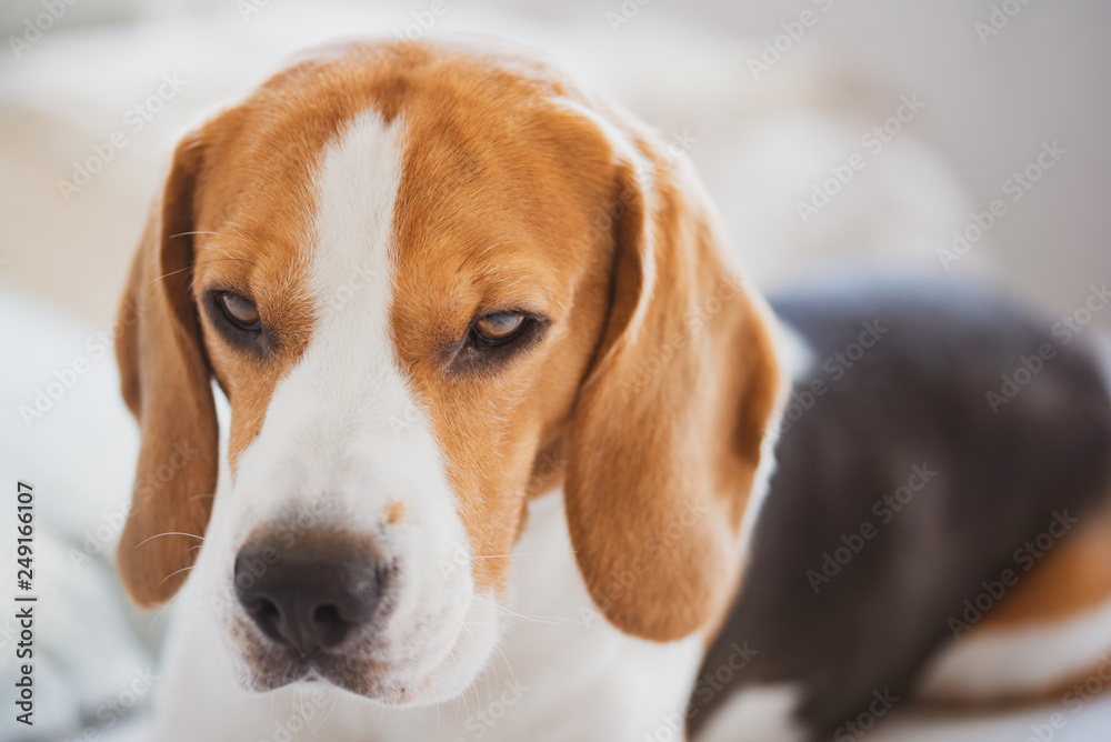 Beagle dog portrait lie on a couch Beagle dog portrait lie on a couch