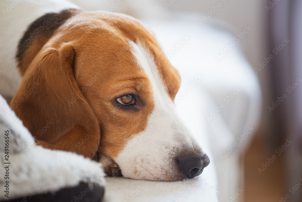 Beagle dog portrait lie on a couch Beagle dog portrait lie on a couch